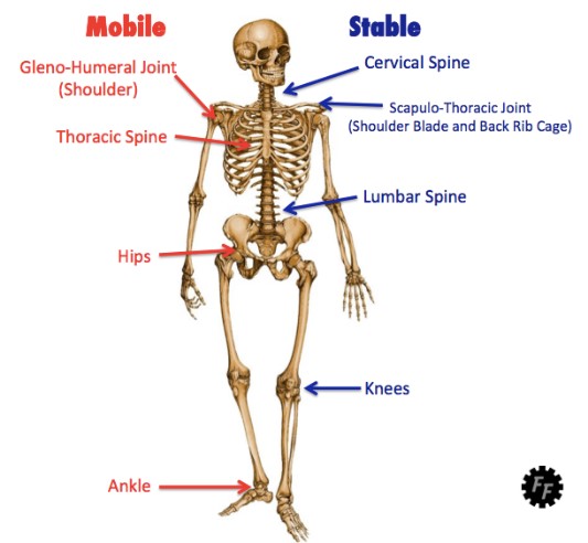 World Rugby Passport - Functional screening